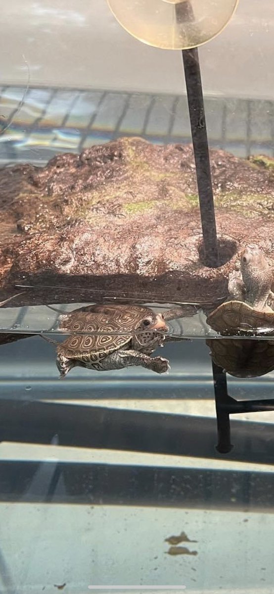 Our tank is set up and awaiting the arrival of our school diamondback terapin! <a href="/WindsorFarmES/">Windsor Farm</a> <a href="/AEchoEnvEdAACPS/">Arlington Echo Outdoor Education Center 🌳</a>