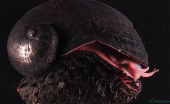 mascoticiero's tweet photo. Caracol Volcánico (Chrysomallon squamiferum) 🐌  
🌊 En las profundidades del océano, cerca de fuentes hidrotermales, existe un ser asombroso que desafía las condiciones extremas. Conozcamos al misterioso Chrysomallon squamiferum, el "cangrejo de la chimenea". 🦀💡 #VidaMarina https://t.co/xG0TFITPsx