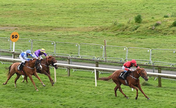 A fine double at @BellewstownRace today with Star Harbour landing the feature Kilsaran Race under a well timed ride from @cianmac01 and Distillate winning under a fine ride from @Adamcaffrey24. Well done to winning owners Total Recall Racing and M Devlin, N O’Hare and P Smith