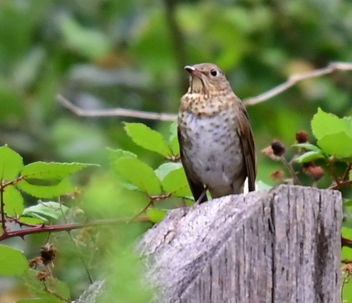 cgcrd's tweet photo. @nickyperry82 I managed to catch this Hermit Thrush earlier this month but haven't seen it since. 😀
#ThrushThursday https://t.co/2aQ0PleQCG