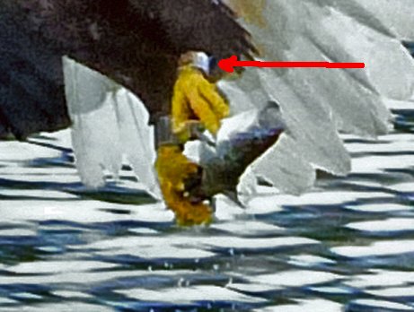 <a href="/MrsCaptainScott/">MrsCaptainScott</a> <a href="/Gerald_Bostock/">Frozen 🎗️ 📎</a> <a href="/Barbarajdurkin/">Barbara Durkin</a> <a href="/bluesjack42/">GarbinGarbout🇦🇺</a> <a href="/DCTFTW/">Ms. Donna</a> <a href="/no2wind/">S.W.A.T</a> <a href="/donahugh216/">Donald Hughes 🍎</a> <a href="/d_e_mol/">de^mol</a> <a href="/Real_BWEA/">Wind_Energy's_Absurd</a> <a href="/Ancientengineer/">Haywood Jablome</a> <a href="/ya_pheq/">Dr. (PhD) Just Kraken'round 🇺🇲❤🇺🇲😇</a> <a href="/JWSpry/">JWSpry 🇦🇶</a> <a href="/JaggerMickOZ/">Mike Jagger</a> <a href="/yota_berlin/">Yota111</a> <a href="/Lyonseed/">Alan (Mach 1) Lyons</a> <a href="/ramspacek/">Richard A.M. Špaček 🐬</a> <a href="/luisbaram/">Luis B. Aramburu</a> <a href="/RobChristie11/">😊Rob Christie😊</a> <a href="/drwaheeduddin/">Dr. Waheed Uddin</a> <a href="/FernandoLeanme/">Fernando</a> <a href="/serveBC/">Nels Harrington</a> <a href="/GillesnFio/">La Bourgeoisie</a> <a href="/Karajavuori/">Käräjävuori, Kurikka 🇫🇮</a> <a href="/LpdlcRamirez/">Carlos Ramirez</a> <a href="/JustinTrudeau/">Justin Trudeau</a> <a href="/RonCrunt/">Ron Crunt ❌</a> @tan123 <a href="/GetMyGist/">Rose Webster</a> <a href="/alan_poirier/">Alan Poirier</a> <a href="/Cartoonsbyjosh/">Cartoons by Josh</a> The mortality footprint for wind energy extends thousands of miles. Hydro doesn't come close. Many of the eagles being killed in CA are coming  from Alaska. The green criminals &amp; agencies have been hiding this for decades. Eagles banded in Alaska are ending up dead at wind farms.