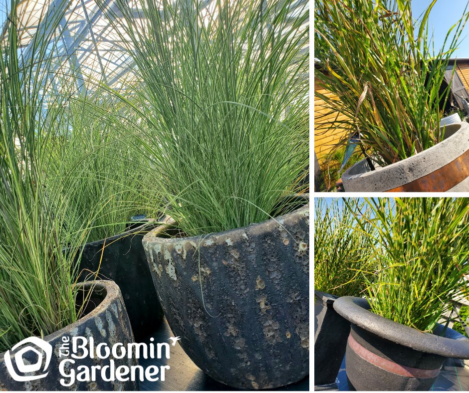 bloomingardener's tweet photo. A simple but elegant Fall decor idea is to replace your Spring planters with lush, thick, tall annual grasses. We are open 7 days a week for all your Fall decorating needs. #thebloomingardener #open7days #falldecorating #decoratingideas #falldecor #grasses #localgreenhouse #YQG https://t.co/WUicRyGlOD