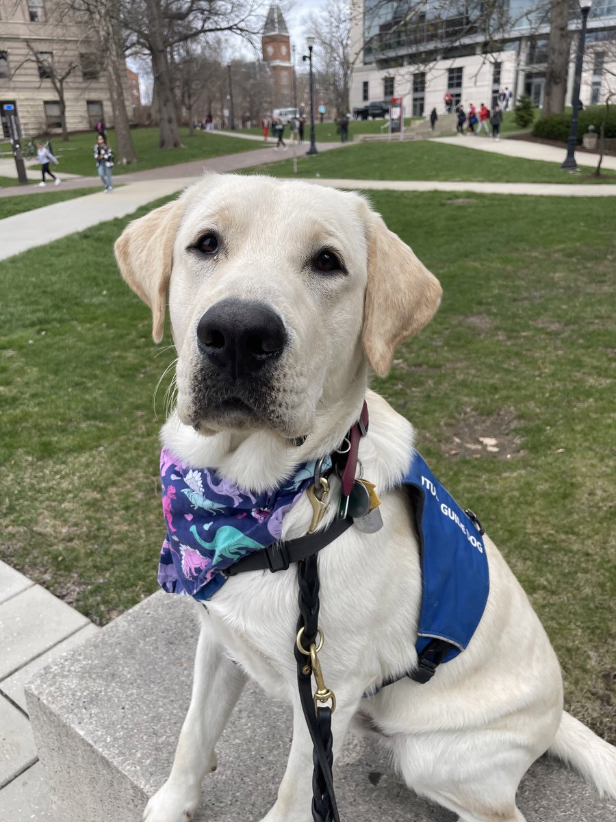 It’s #BackToSchool season, and it’s not just students who are back on campus: a number of our #GuidingEyes puppies are learning valuable life lessons alongside their dedicated puppy raisers at colleges across the country. 
[1/3]