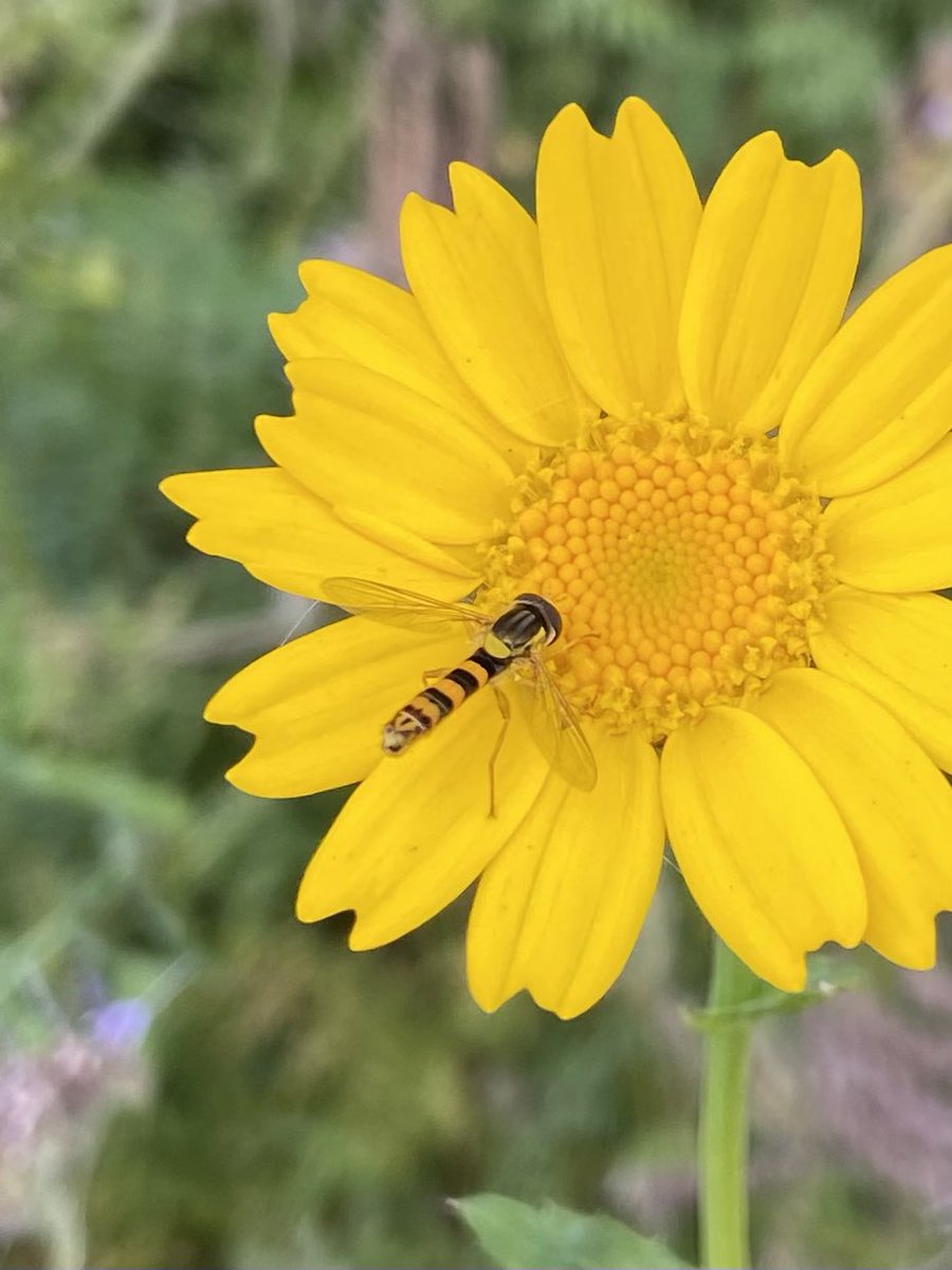 rbailey3's tweet photo. Following publication of the latest State of Nature report, Rachel will be speaking tonight on @bbcScotland The Nine show on what we can do in our gardens and local green areas to reverse the decline in biodiversity #letsdoourbit #gardensfornature #increasebiodiversity https://t.co/Dbt80zz6BG