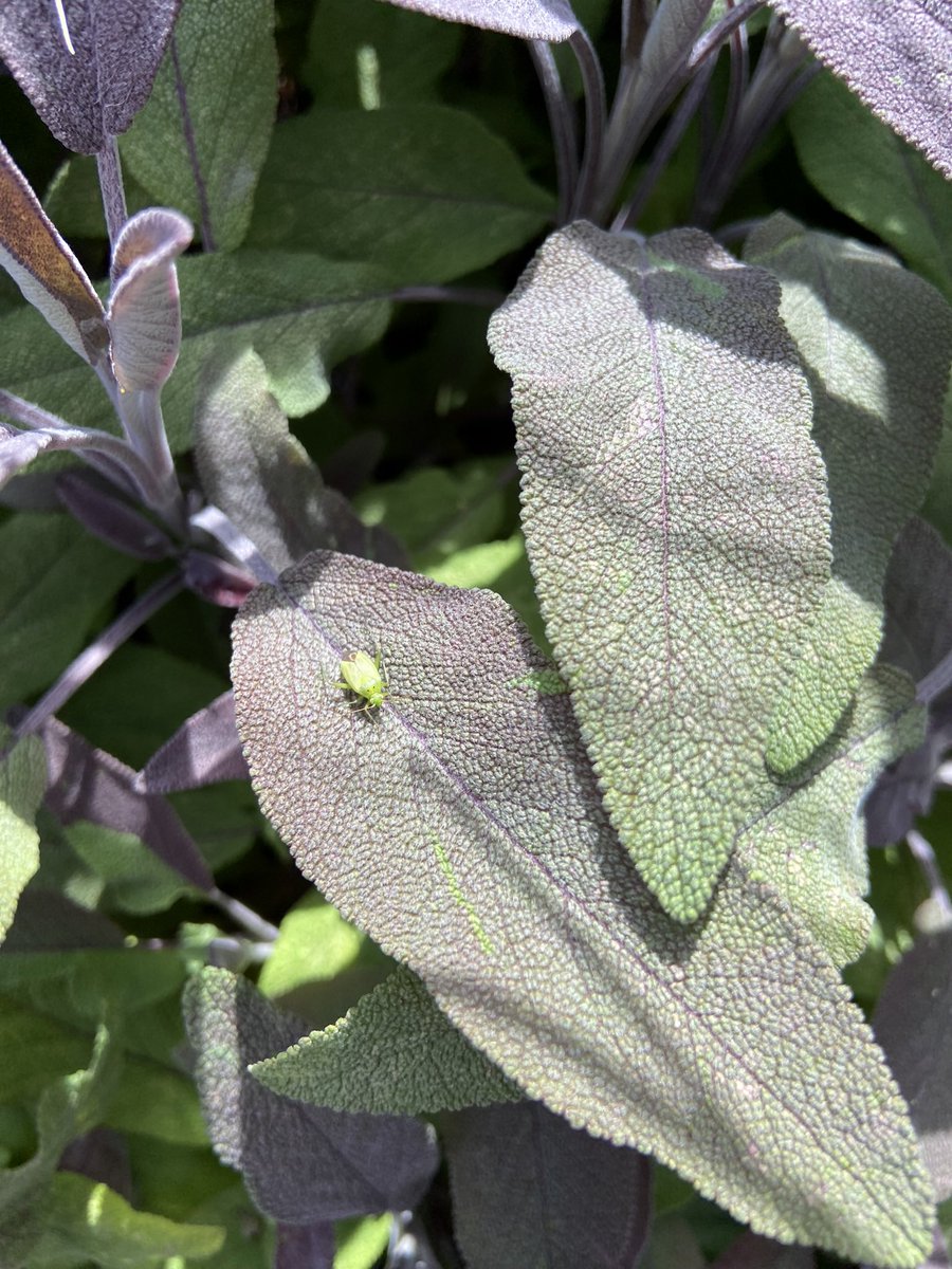 rbailey3's tweet photo. Following publication of the latest State of Nature report, Rachel will be speaking tonight on @bbcScotland The Nine show on what we can do in our gardens and local green areas to reverse the decline in biodiversity #letsdoourbit #gardensfornature #increasebiodiversity https://t.co/Dbt80zz6BG