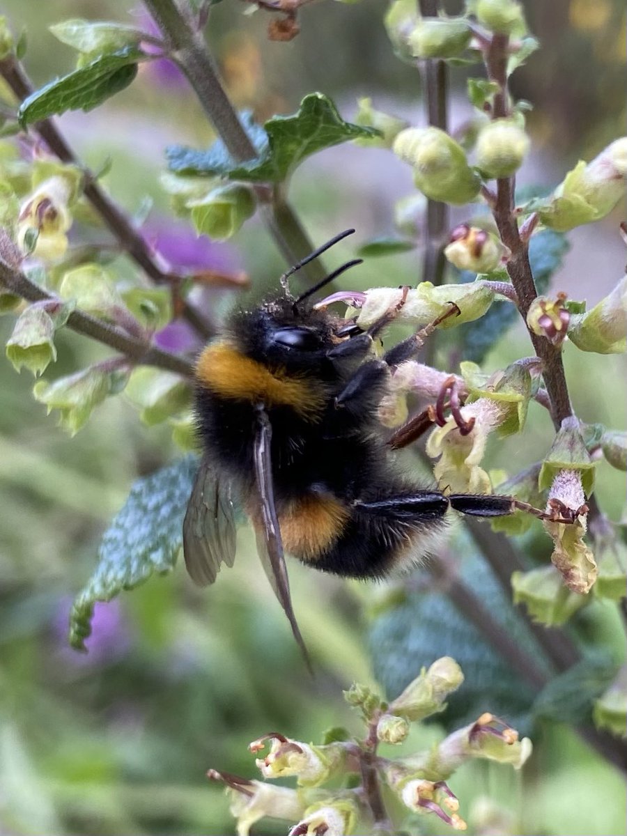 rbailey3's tweet photo. Following publication of the latest State of Nature report, Rachel will be speaking tonight on @bbcScotland The Nine show on what we can do in our gardens and local green areas to reverse the decline in biodiversity #letsdoourbit #gardensfornature #increasebiodiversity https://t.co/Dbt80zz6BG