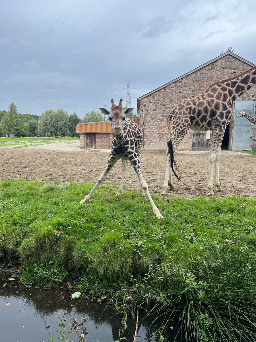 csmithy1878's tweet photo. @chesterzoo thought you might like this pic from today 😂🦒 https://t.co/MvnQJmcGNX
