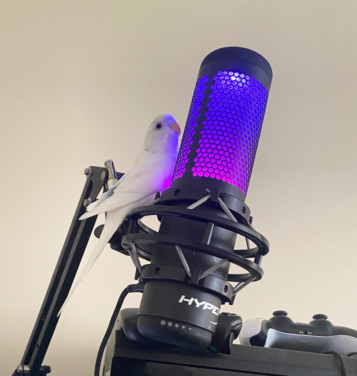 KO Studio Games tweet media