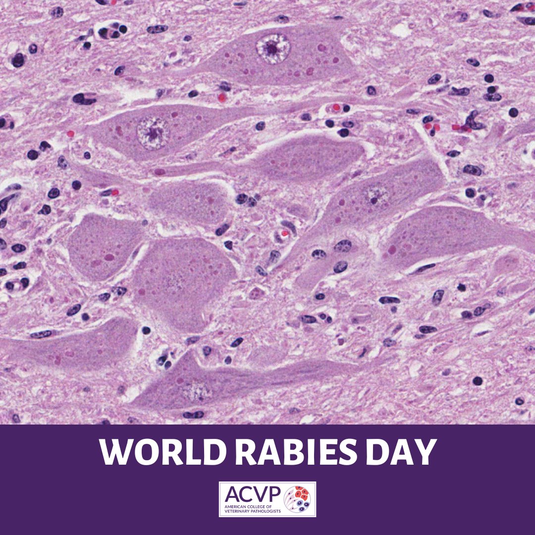 Did you know that September 28th is #WorldRabiesDay? It's celebrated annually to raise awareness about this deadly zoonotic disease. Shout-out to all in our #VetPath community who are either constantly on the lookout for it or involved in rabies research. 

#OneHealth