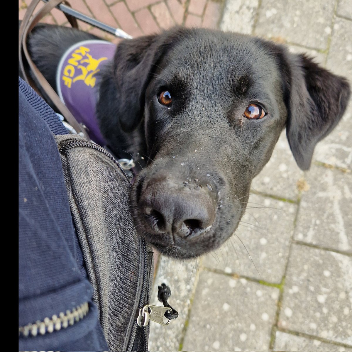 Als je zo groot bent als Marly dan doe je toch gewoon aan zelfbediening.. 🤭
@KNGFGeleidehond 
#KngfGeleidehonden #LoveMyJob #Guidedog #Geleidehond