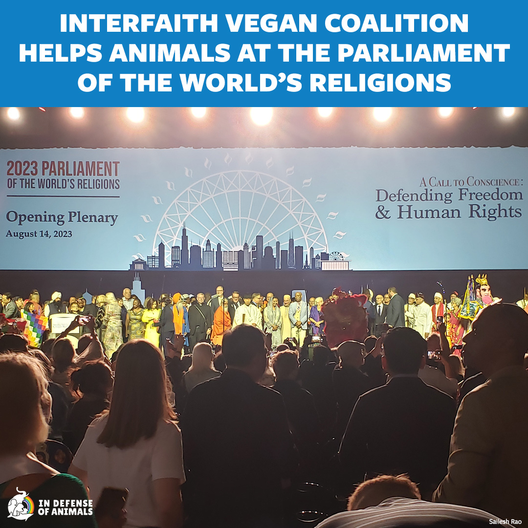 IDAUSA's tweet photo. Watch and share this video about #InDefenseofAnimals’ #interfaith vegan advocacy at the Parliament of the World’s Religions this summer!
WATCH: https://t.co/8hShGSP3SO
Pls RT and support our work: https://t.co/4qBkZoBSrd
#PoWR2023 https://t.co/k59tDMcj0X