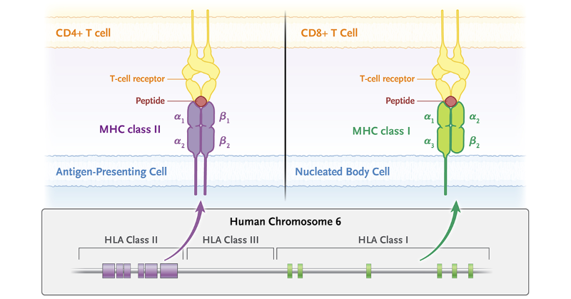 NEJM's tweet photo. Major histocompatibility complex (MHC): A complex of linked genes encoding cell-surface proteins that display peptides produced by cleavage of intracellular proteins; these proteins help T cells recognize foreign or mutated proteins. https://t.co/2fv6IhUPuM