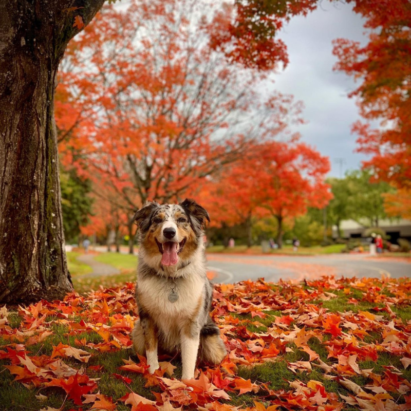 BeginAtBothell's tweet photo. 🍁 Turn over a new leaf and uncover our favorite spots near Bothell to embrace the fantastic fall foliage.

📸: olive_the_good_life, mikan_man, bothellholidaymarket (IG)