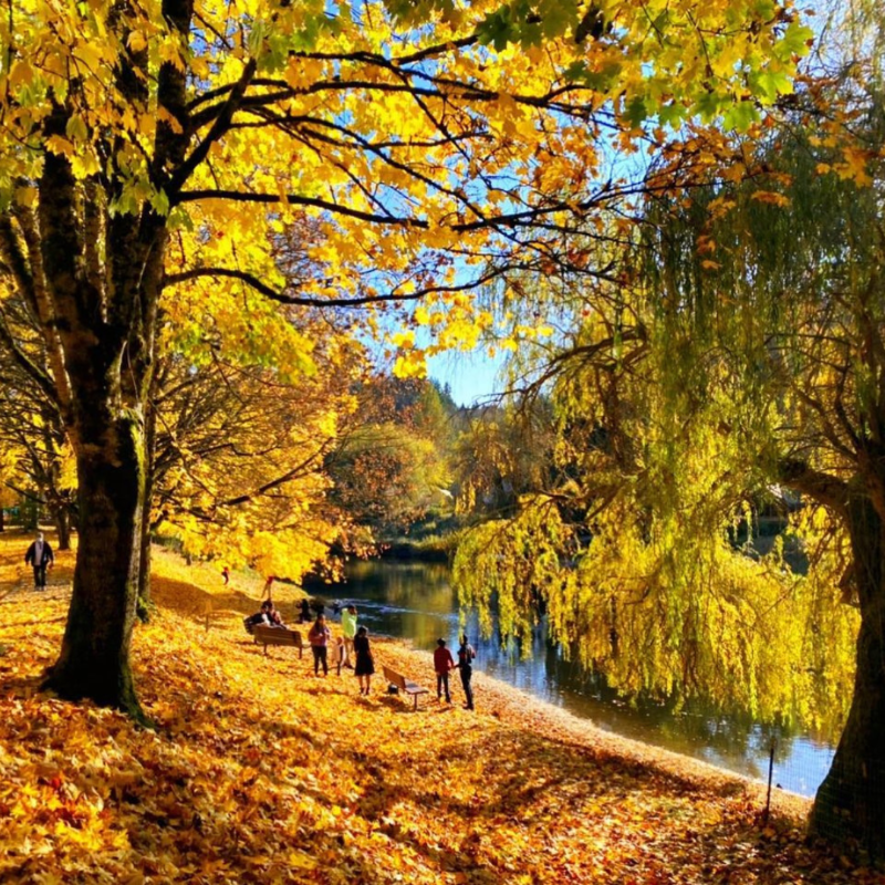 BeginAtBothell's tweet photo. 🍁 Turn over a new leaf and uncover our favorite spots near Bothell to embrace the fantastic fall foliage.

📸: olive_the_good_life, mikan_man, bothellholidaymarket (IG)