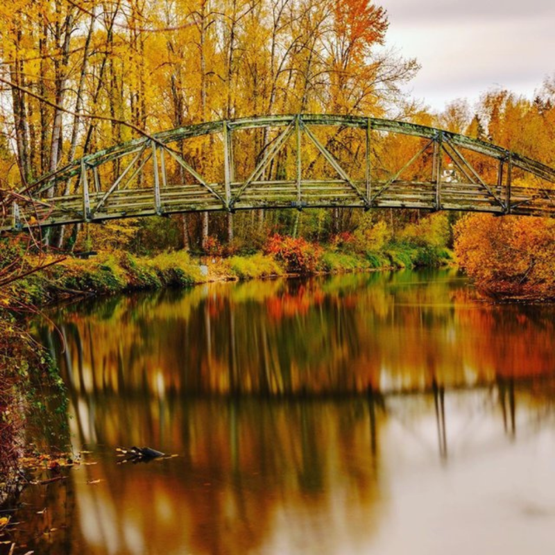 BeginAtBothell's tweet photo. 🍁 Turn over a new leaf and uncover our favorite spots near Bothell to embrace the fantastic fall foliage.

📸: olive_the_good_life, mikan_man, bothellholidaymarket (IG)