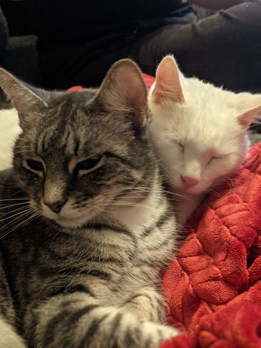 kittycatsonata1's tweet photo. Sonata and old man Amadeus! ♥️🐱🐱 https://t.co/x86B0QPuKU