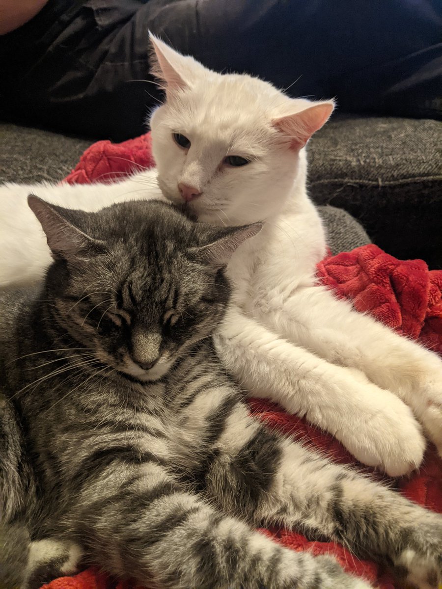 kittycatsonata1's tweet photo. Sonata and old man Amadeus! ♥️🐱🐱 https://t.co/x86B0QPuKU