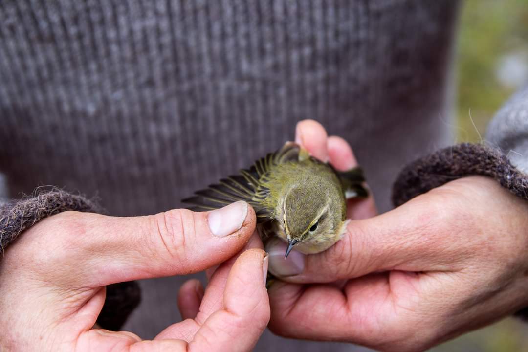 HeikkiHelle's tweet photo. Ai miten lintujen rengastajaksi pääsee? Lyhyesti:
1) lajitentti ja
2) harjoittelu kokeneemman opissa.
🐦
Rengastustentit ja -luvat hallinnoi Rengastustoimisto @helsinkiuni @luomus. Syksyn mittaan tenttejä tulossa Joensuu & Jyväskylä.
#tiltaltti
#rengastus
https://t.co/Z5BAfv1Fo8 https://t.co/6L5MMLeHnY