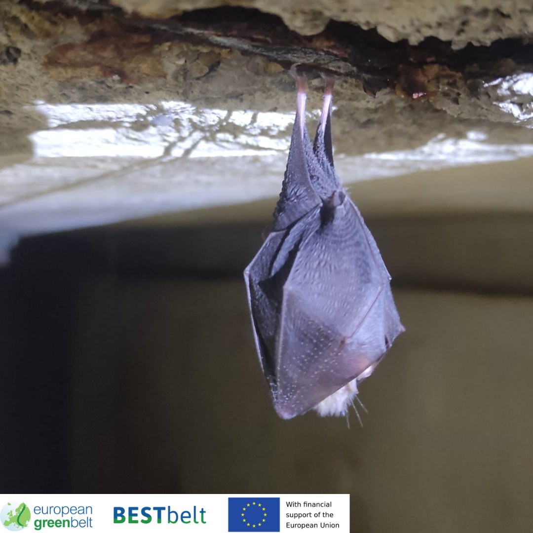ReteItalia_EGB's tweet photo. How to transform an abandoned #ColdWar #bunker in a shelter for endangered bats? The answer is in these last days of hard work in #Lusevera woods for our #BESTbelt #EU_Env Project!!
#BESTbeltLusevera23
#europeangreenbelt
#egb #fvg #riegb #reteitalianaegb https://t.co/ao4A8zSJMQ
