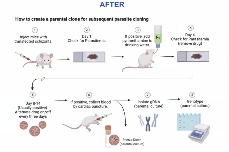 The webinar from @BioRender today provides very useful tips on figure panels for grant proposal. One of my favorite tips: simple the layout and reading order for grant figures. It makes the logic flow clear and beauty.