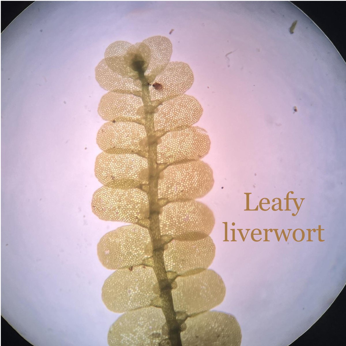 Luquillo LTER tweet media