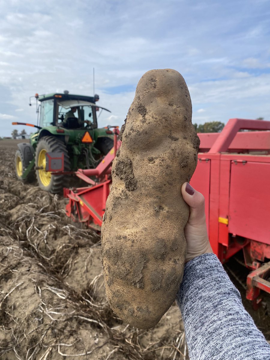 Not sure who invented Caribou Russet, but holy crap!!?? 1ft long &amp; 3lbs. #ontag #harvest23 #ontpotatogrowers <a href="/StreefProduce/">Streef Produce Ltd.</a>