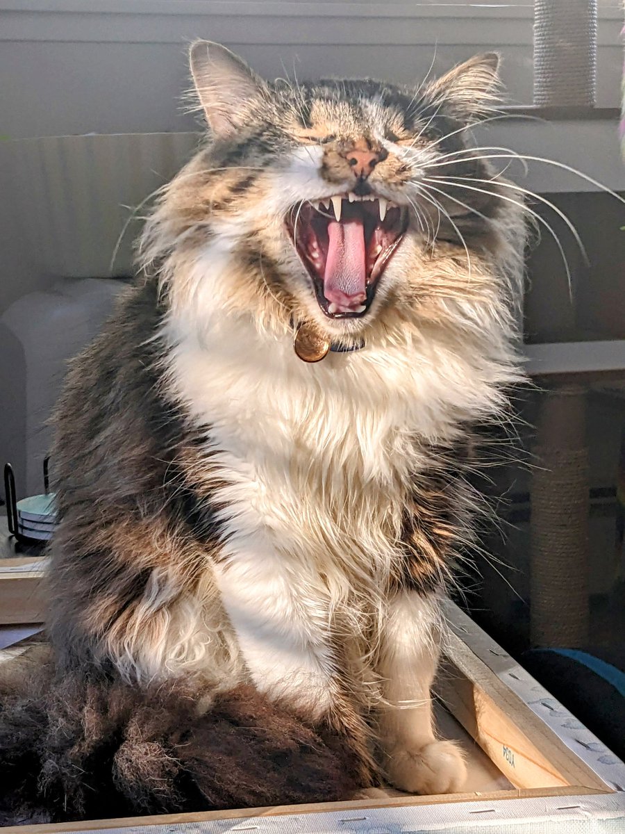 2swole2roll's tweet photo. Here we have our assistant DM. Binkertin Bonks (aka Binx) who puts a lot of time and effort into our campaign by begging for food and taking naps.

#cats #DnD #podcasts #thursdayvibes #Caturday https://t.co/K44418WAH1