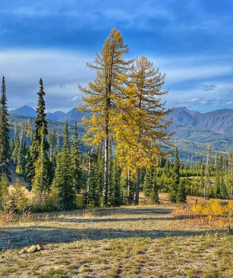 Kimberley Alpine tweet media