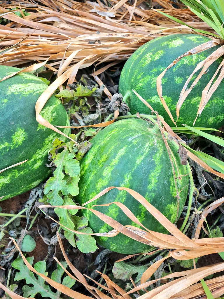 And___Dna_'s tweet photo. A produção foi boa!!! 🍉
#plantar #colher #natural https://t.co/W0U9Mx06Mk