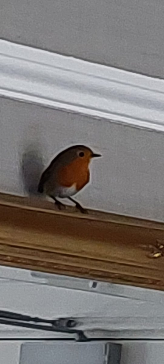 No45GuestHouse1's tweet photo. #robinredbreast https://t.co/7sjdZ672mP
