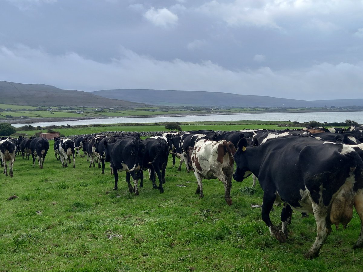 Great day out at <a href="/Linnalla/">linnalla ice cream</a> with Ms Dolan and the TYs, learning about milk production and tasting  ice cream. #crosscurricularlinks