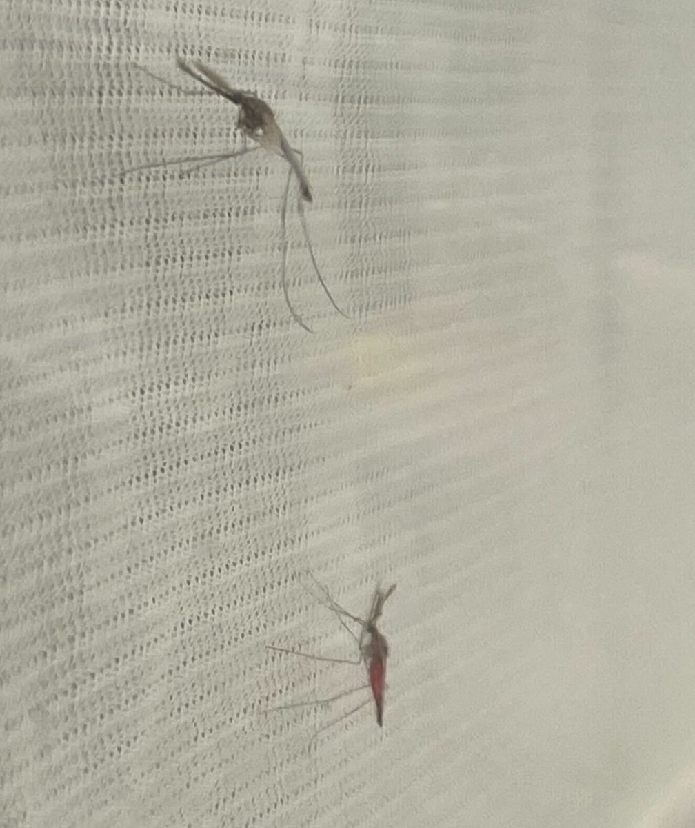 A blood-fed male mosquito (Anopheles). You don't see this everyday!