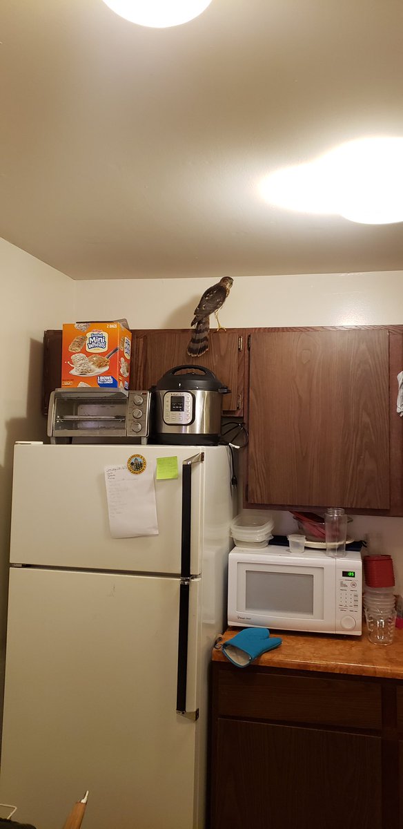 big deal. a hawk flew into my apartment when i was in chambana and i handled it like an adult
