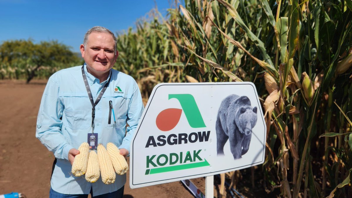 nery_echeverria's tweet photo. Kodiak, el nuevo híbrido de @AsgrowMX para la región de Media Altura de México. 

@AgroZaragoza https://t.co/UapFbN7Otl