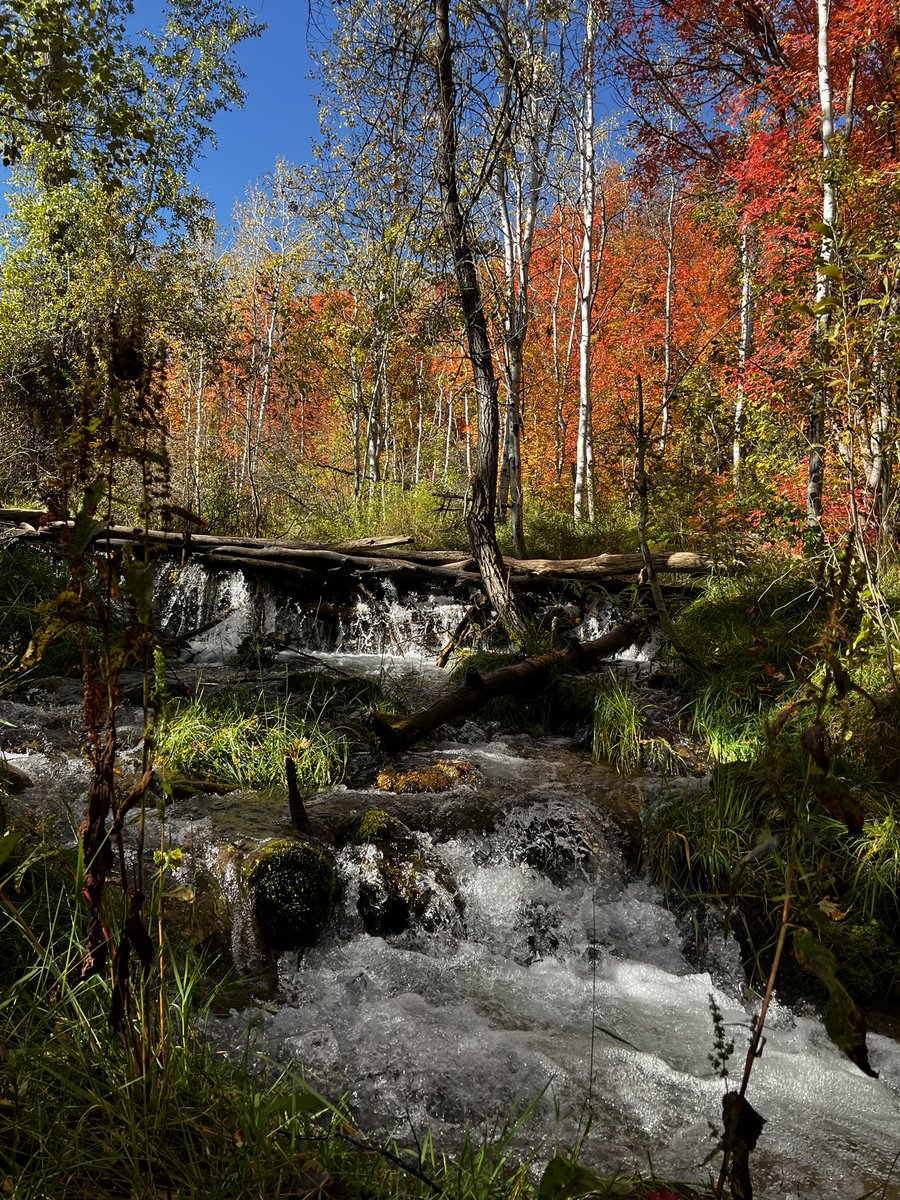jvfiso's tweet image. Utah in the fall 😍🍂🍁 It’s so ugly, don’t move here #BigSprings #ProvoCanyon #SouthFork