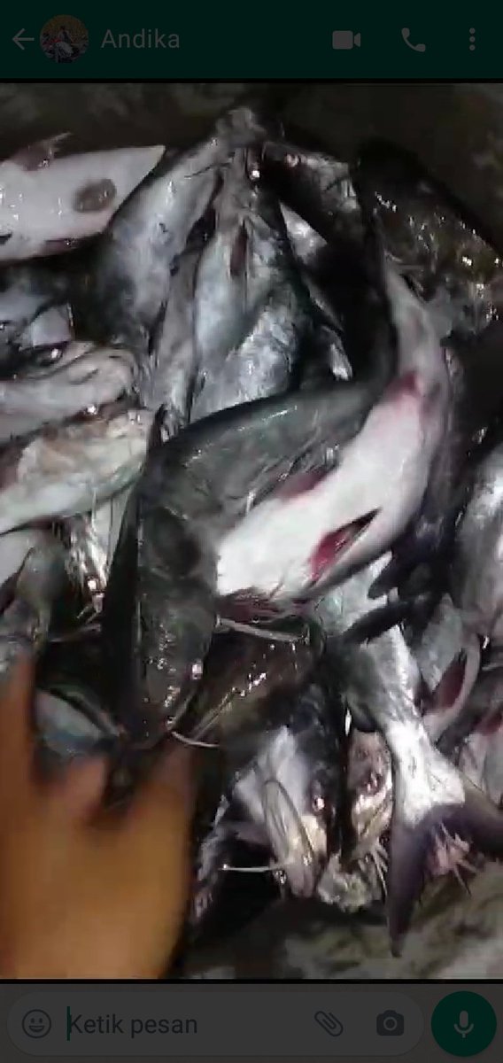 Mtweet1284's tweet photo. Jum'at, 29/9/2023, M. Azis muslim,  Luhkan Kab. Tulungagung, melaporkan hasil produksi nelayan Popoh, Bpk Nurjaini, hasil 15 kg, jenis ikan Keting/manyong, harga Rp 15.000/kg
#luhlapor 
#GiatLuhkanSatminkalBWI 
@bppsdm_bp3bwi @bppsdm_kp @djpt_kkp https://t.co/9t7bpL0hrq
