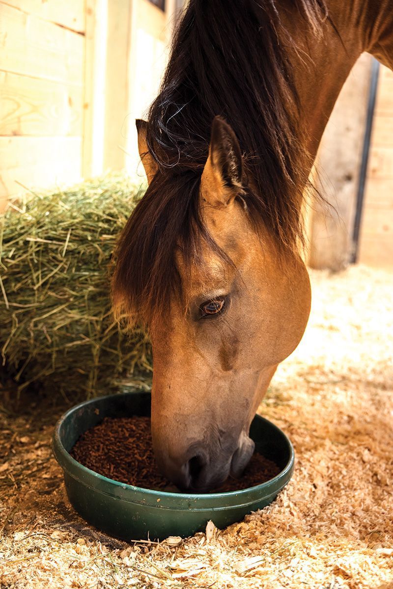 Learn the most common feeding mistakes so you can tweak your routine to better protect your horses against colic, which remains the leading cause of premature equine death buff.ly/46sFwp9 #equineblogshare #equine #horses #horseowner #equestrian #EquineHour #horsecare