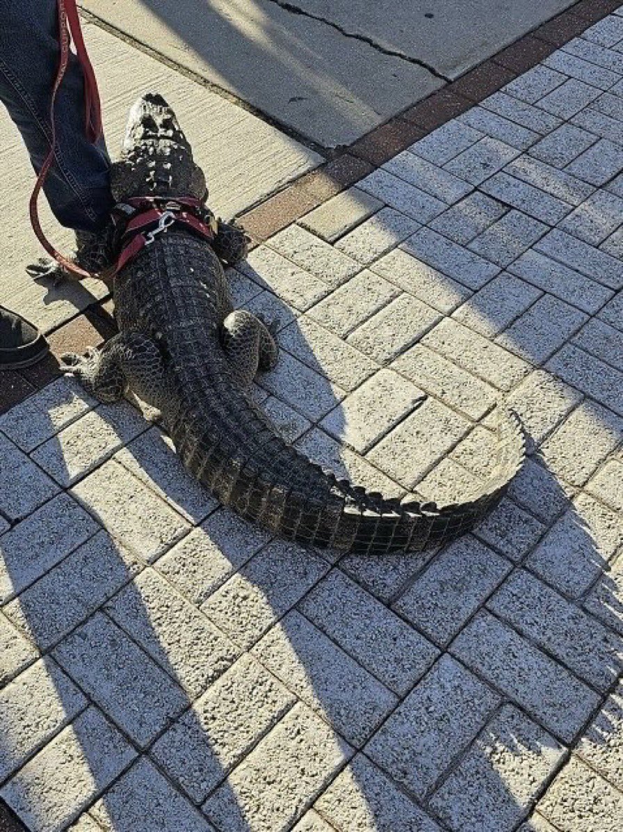 PhillyFanLife's tweet photo. Ceremonial first pitches in the Wild Card Series 

Game 1: Hayden the Helmet Catcher 
Game 2: Wally the Emotional Support Alligator https://t.co/Dzz0qO9bb3