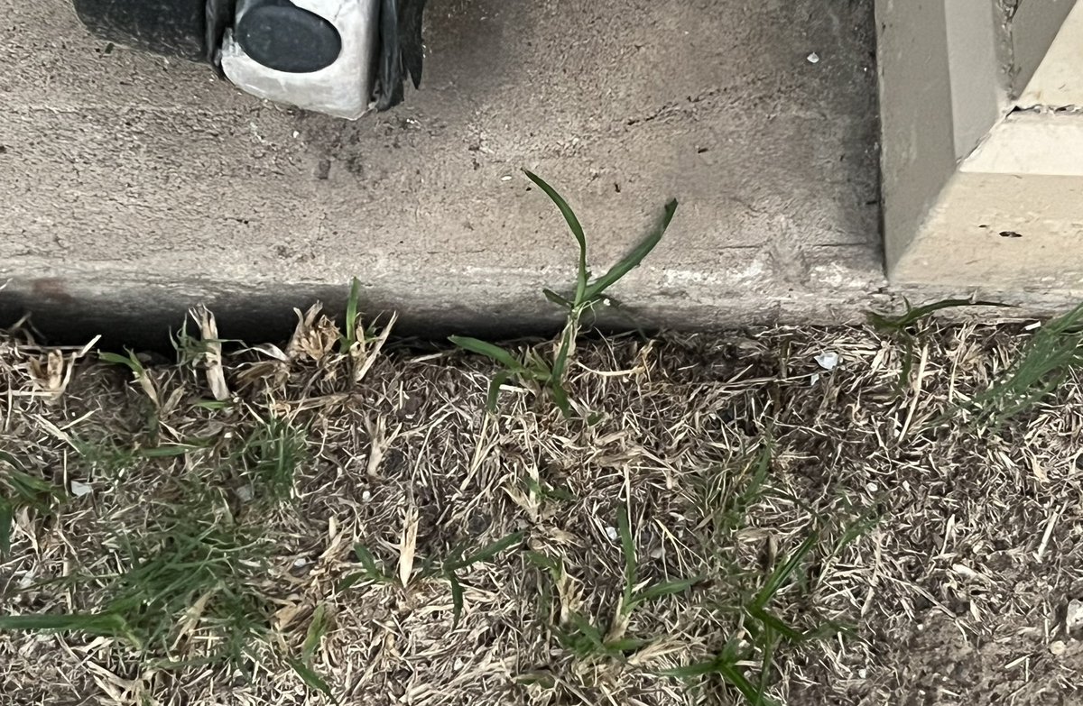@mattlanza if Baytown thumper holds together, maybe a good light show northeast of Pearland tonight? Grateful we’ve received at least 4 in. of rain the past week but my lawn remains separated by at least an inch from our foundation. Likely to stay that way for? #TxDrought