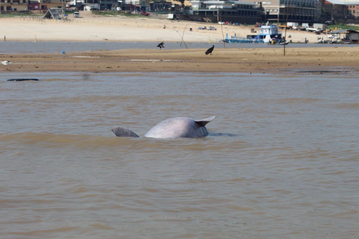 🚨Environmental disaster here at Lake Tefé, in Central Amazon More than 100 river dolphins dead in the last few days due to the drought At @inst_mamiraua, in collab with many institutions, we are struggling to help them and understand the actual causes