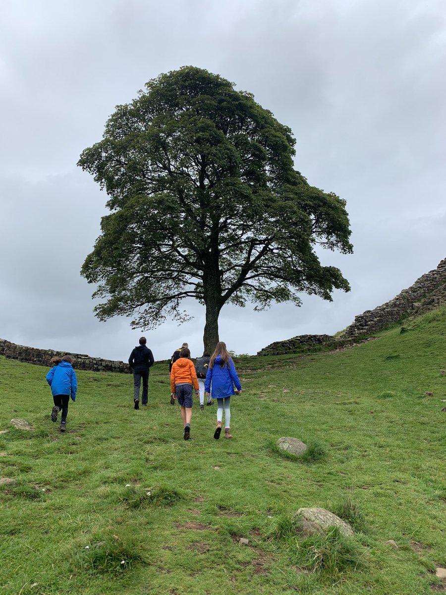 My photo of the tree from the last time we were there on a 2020 lockdown walk. Even on a grey day it was a special place. 💔