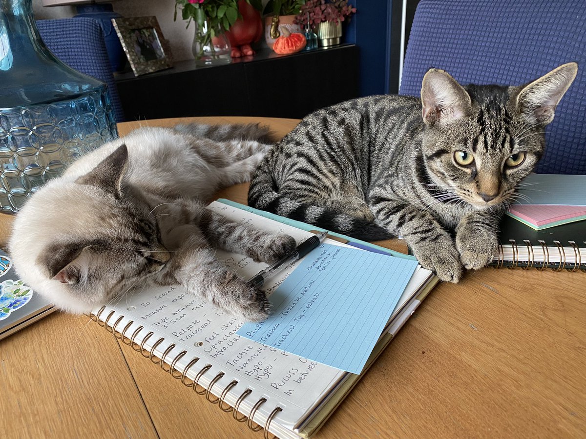 A bit of ‘Cat-tile fremitus’ goin’ on here 😂🫣 <a href="/BU_ParaScience/">BU ParaScience</a> #minorillnessmodule #anotherflippingosce