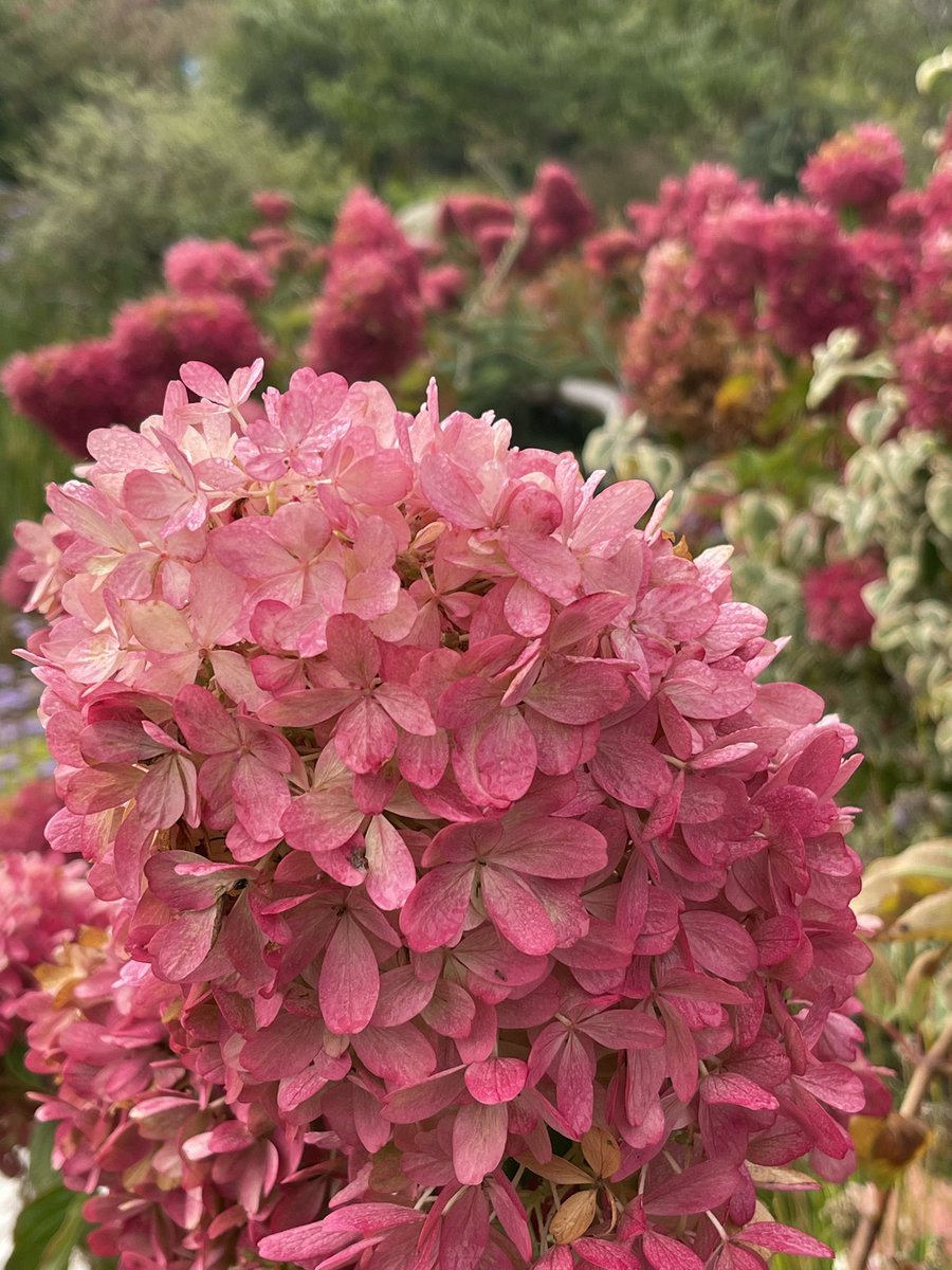 BestEverYou's tweet photo. One of our favorite spots here in #Maine! @MaineGardens
#mainegardens #boothbay #gardening #GardenersWorld https://t.co/zIOsArTMsi