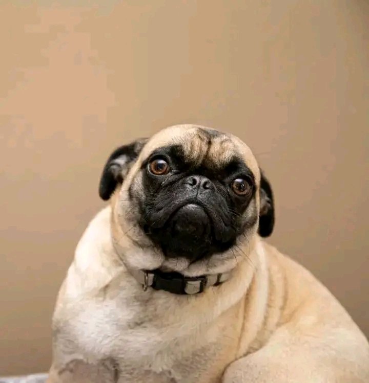 PugLovers80210's tweet photo. My princess Mia is 2 years old today 🥰❤️#pugsarethebest #pugstuff #pugmix #pugmom #pugdaily #pugfashions #pugmagazine #worldofpugs #puglifechoseme #pugcentral #pugcarlino #puglive #pugsofinsta #pugchile #pugsrock #pugetsound #mopslife #puggo #cutepug #pugsdaily #pugsandkisses https://t.co/Ag05IeGUvY
