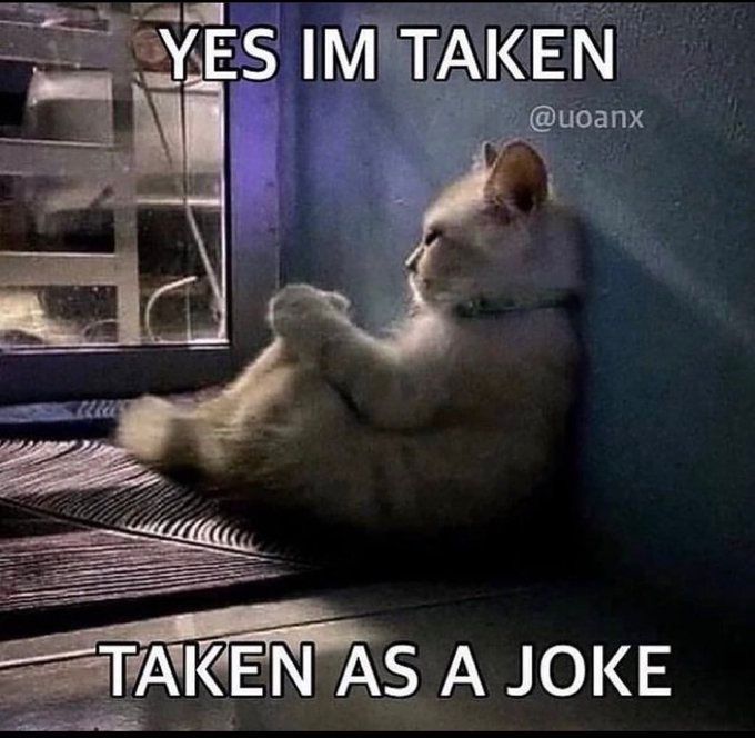 Why you should have a cat (@shouldhavecat) on Twitter photo 