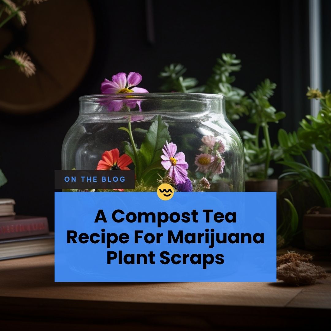 LeafyMate's tweet image. ♻️🌿 Green thumbs, rejoice! Learn to make compost tea from cannabis plant scraps with our sustainable recipe. 

leafymate.com/resources/grow…

#CompostTea #CannabisGardening #CannabisCommunity #Marijuana #Cannabis #Weed #420 #THC #CBD #CannabisCulture #LegalizeIt #MarijuanaLovers
