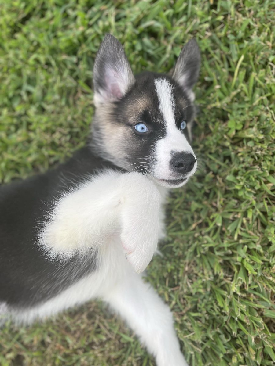 ReneeOneil_tv's tweet photo. A Clover woman says her puppy was stolen off her porch and she has the suspected thief on video. Story coming up tonight at 6 on @cn2news as she begs for her dog’s safe return. https://t.co/bsZNs9dHGw