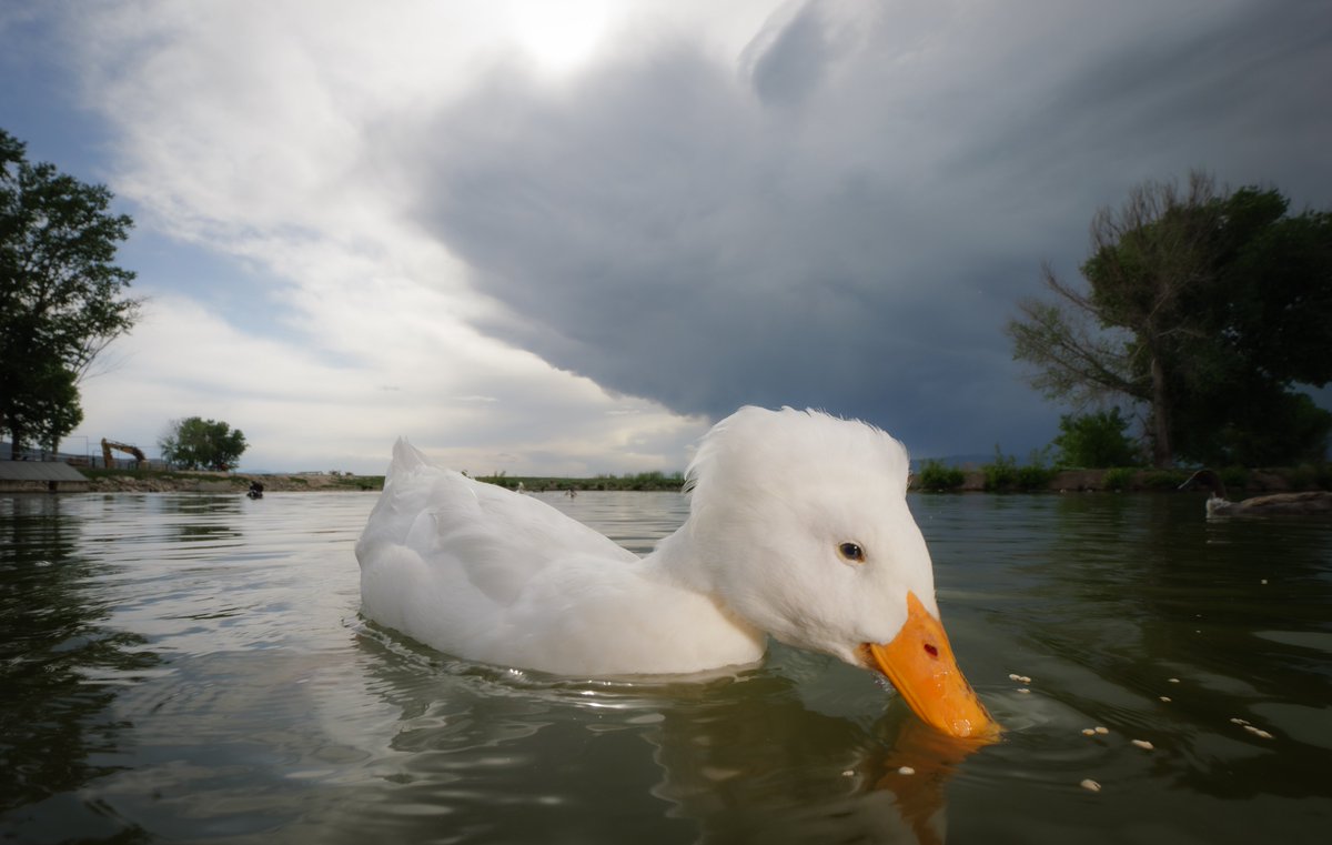DuckFoodBot's tweet photo. Upon the glassy pond it glides, A duck at ease with time and tides. https://t.co/uzvR8tnJPt