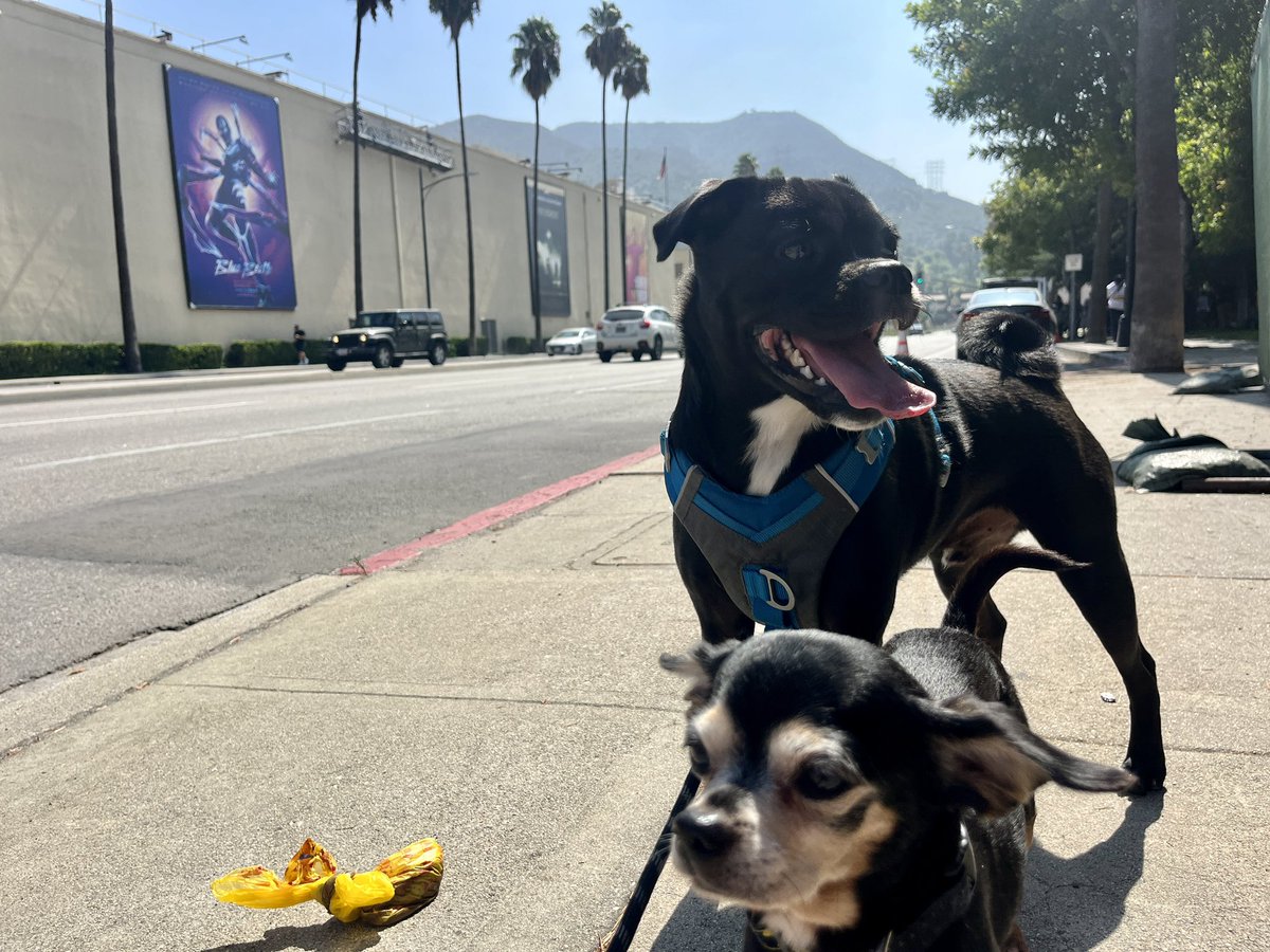 Day 77 for us in <a href="/sagaftra/">SAG-AFTRA</a>. With the writers finally getting what they deserve, I thought it was time to bring out the big guns and reinforce our lines! Samson felt he had to show WB how he felt about how the studios have been acting the past few months. #sagaftrastrong #sagaftra