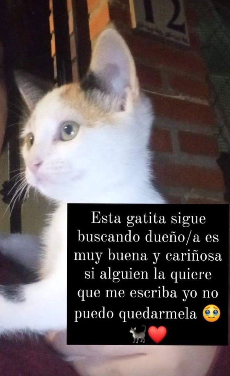 andrebb98's tweet image. Estamos buscando a alguien que quiera adoptar a esta gatita, si alguien la quiere que me escriba 🥹🐱 ¡Está en Granada!

#gatita #ADOPCIÓN #Granada